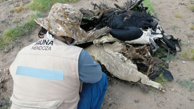 imagen Muerte de cóndores: se entregó el puestero que estaba prófugo