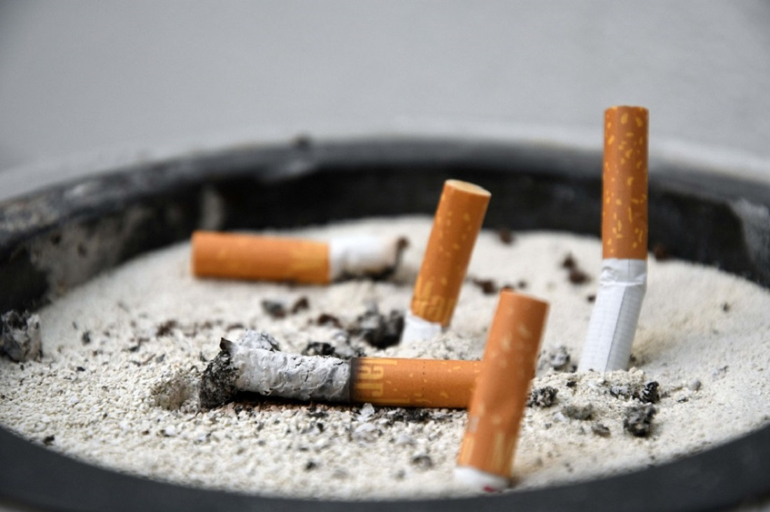 imagen Investigadoras argentinas hallaron hongos que descontaminan las colillas de cigarrillos