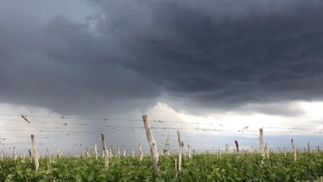 imagen Por ley, Mendoza otorgará beneficios al sector agropecuario afectado por las tormentas de granizo