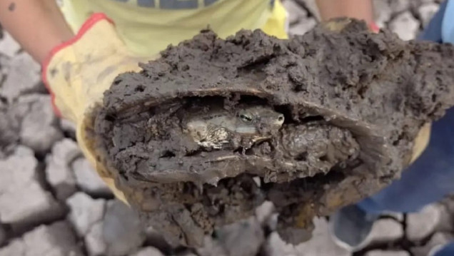 imagen Una familia correntina rescató más de 70 tortugas de una laguna que se secó 