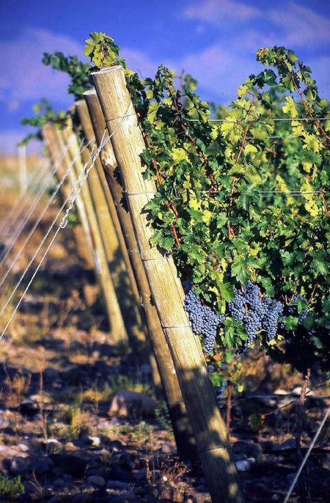 imagen Relevante programa de Desarrollo Local y Vitivinicultura 