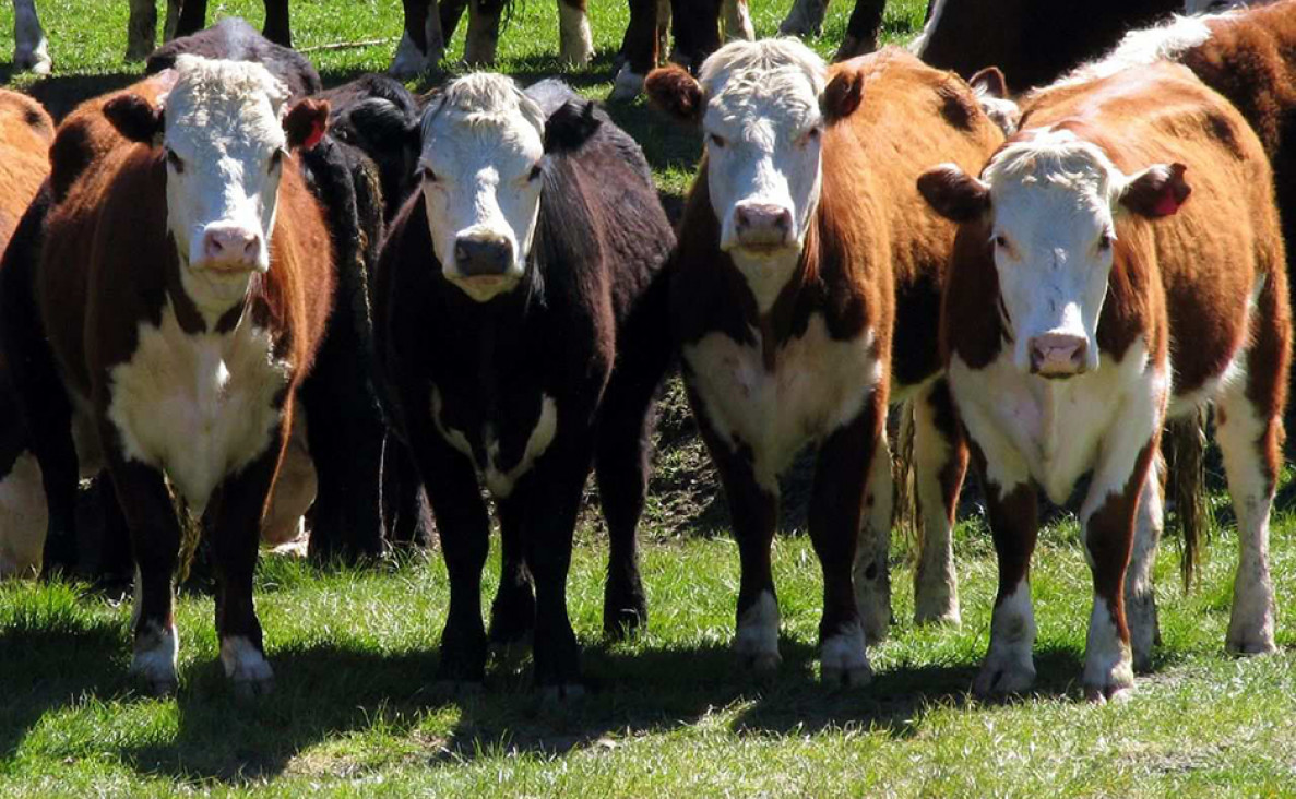 imagen Los "dueños" de la tierra, la ganchera y el mostrador