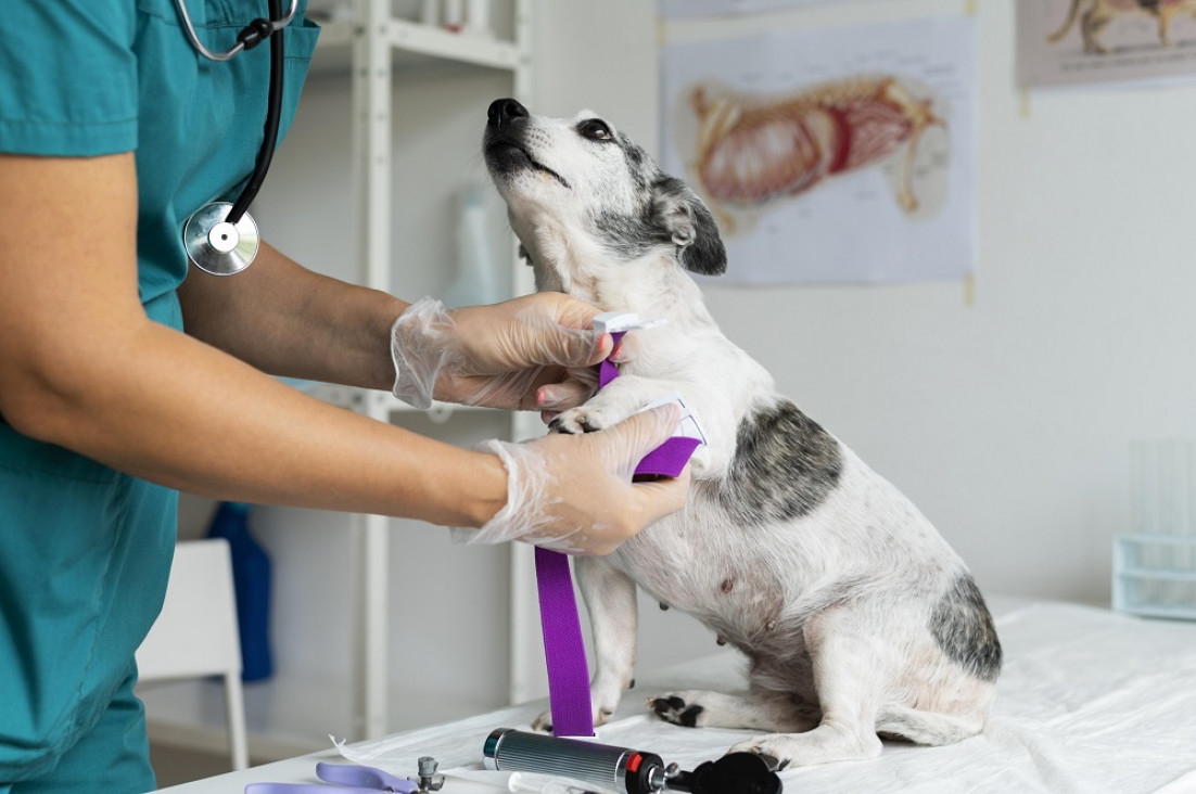 imagen Las farmacias ya pueden vender remedios para mascotas recetados en veterinarias 