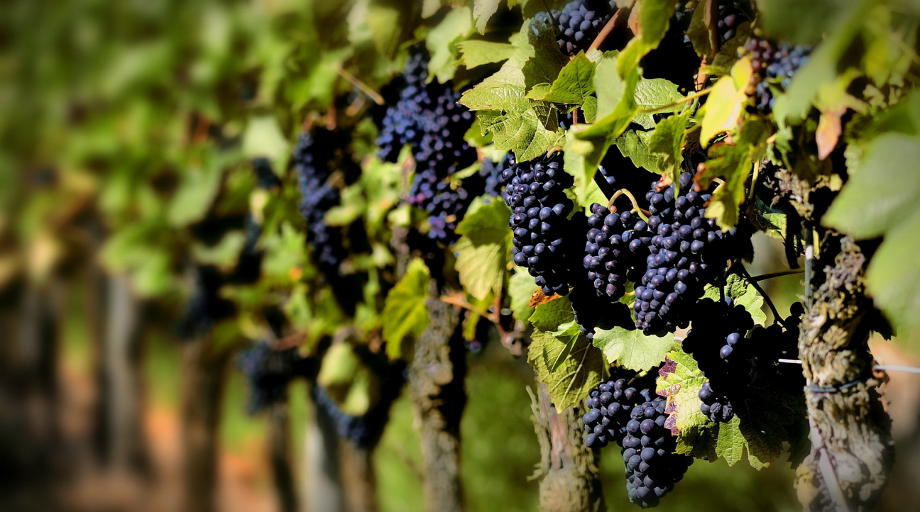 imagen Luego de un 2017 en baja, prevén un mejor año para el vino argentino