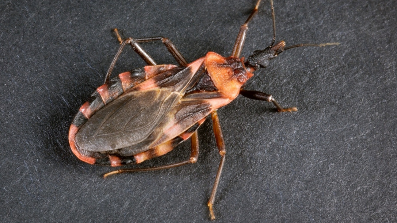 imagen Vinchucas: Cómo combatir al vehículo del mal de Chagas