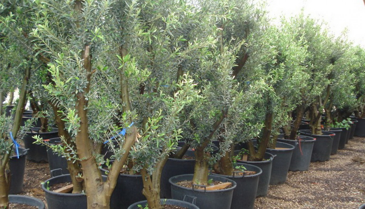 imagen Estudian si plaguicidas contaminan los plantines de olivo