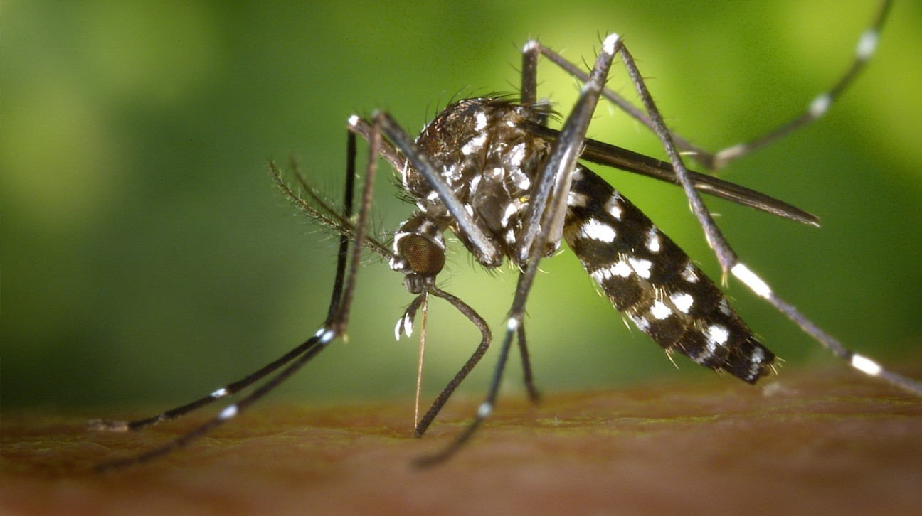 imagen Confirmaron el segundo caso de zika en Argentina