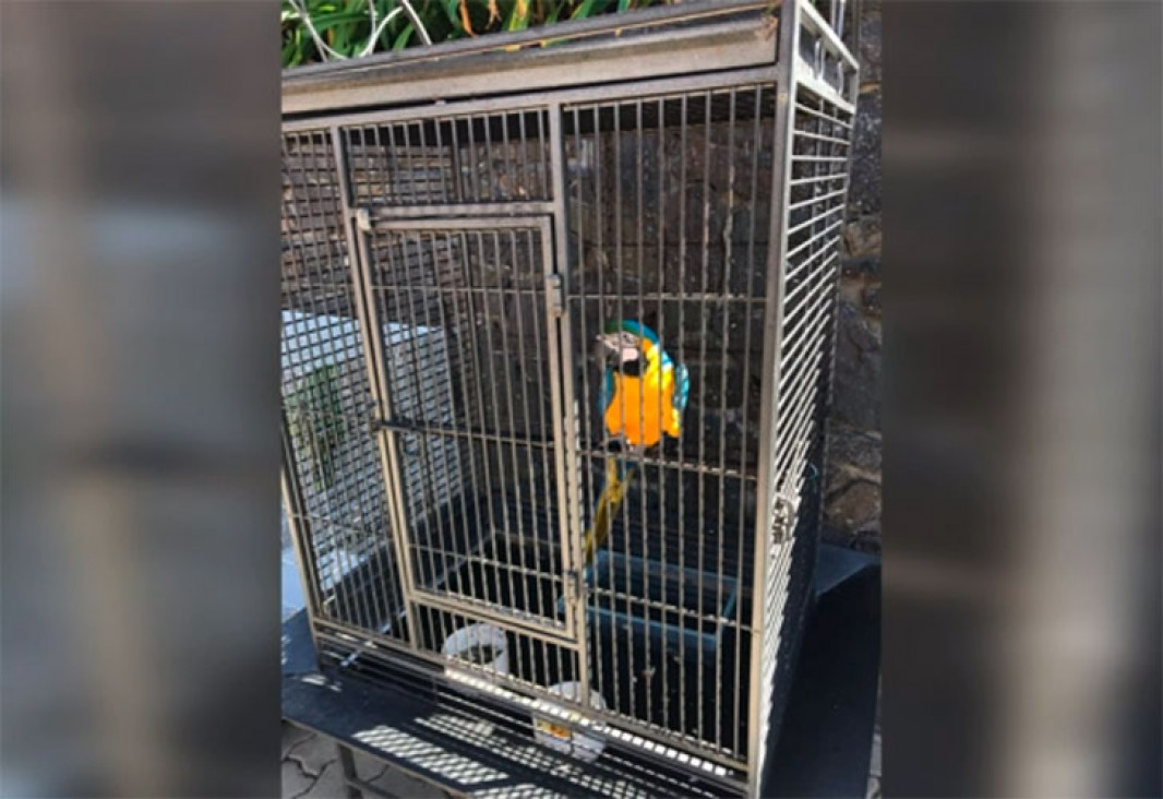 imagen Balcedo tenía un zoológico con animales exóticos en su chacra en Uruguay