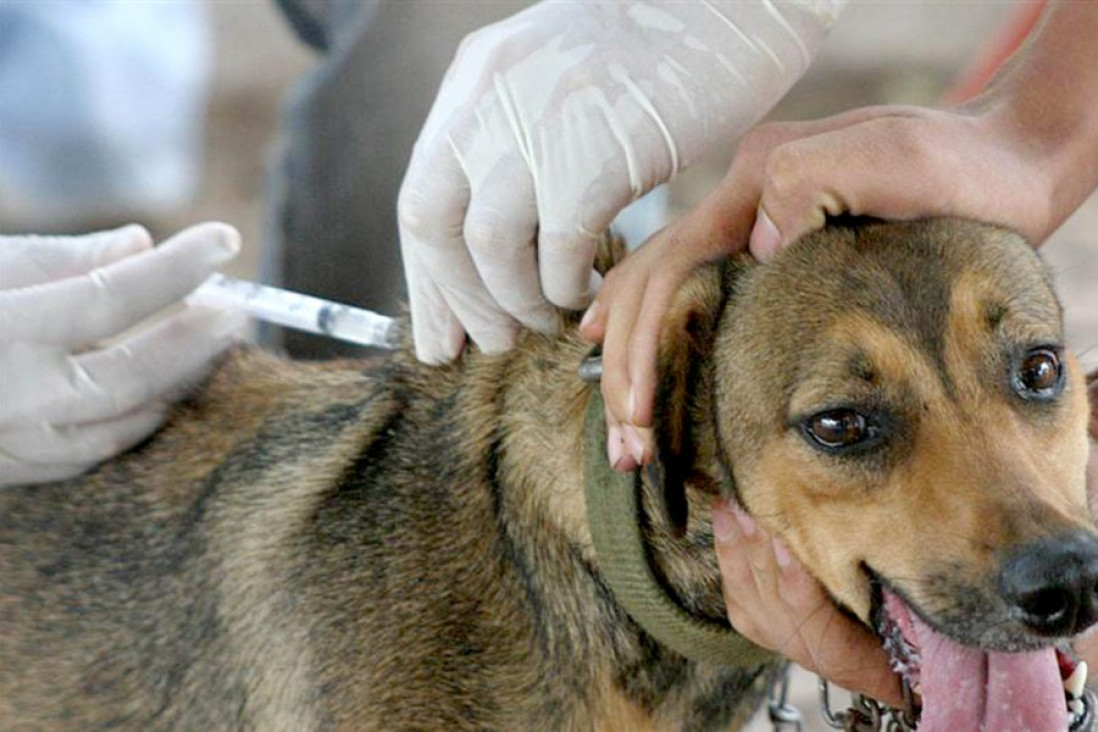 imagen Día Mundial de la Zoonosis: ¿por qué la salud humana y la animal están cada día más conectadas?