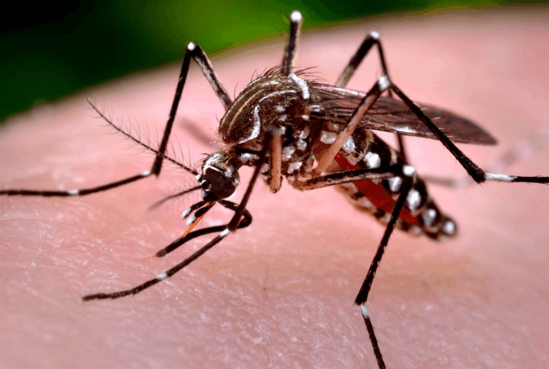 imagen China: primer caso "importado" de Zika 